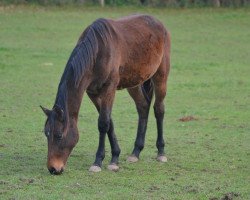 Springpferd Quickly (Holsteiner, 2018, von Verdi)