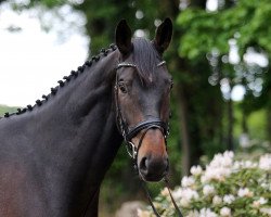 jumper Charly (Oldenburg show jumper, 2015, from Chacco's Son II)