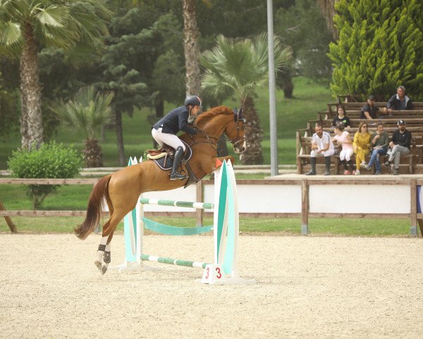 jumper Happy Santiago (KWPN (Royal Dutch Sporthorse), 2011, from Aristo)