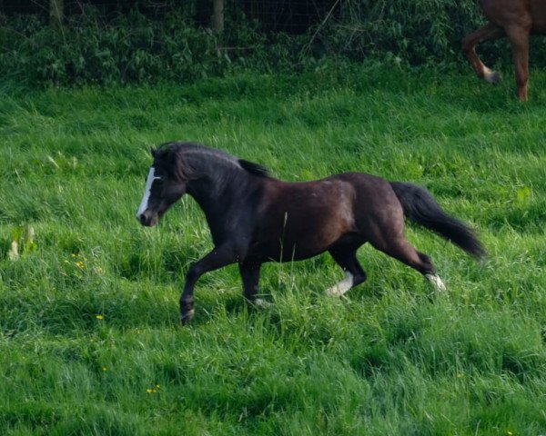 Dressurpferd Black Delight (Welsh Mountain Pony (Sek.A), 2007, von Erileen Bachgen Balch)