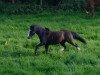 Dressurpferd Black Delight (Welsh Mountain Pony (Sek.A), 2007, von Erileen Bachgen Balch)