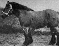 stallion Doppelgänger von Niederdorla Th. 1025 (Rhenish-German Cold-Blood, 1948, from Zelot)