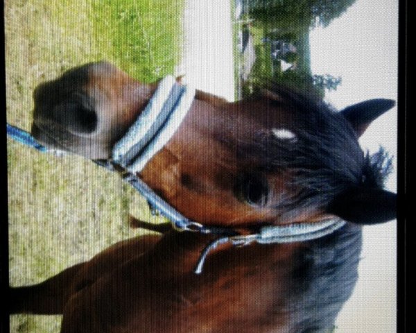 horse Widukind Conbrio (Welsh-Cob (Sek. D), 1991, from Frisian Ceredog)
