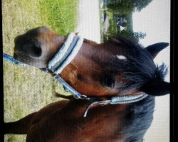 Pferd Widukind Conbrio (Welsh-Cob (Sek. D), 1991, von Frisian Ceredog)