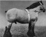 stallion Verehrer von Ristedt 2443 (Saxony-Anhaltiner Draughthorse, 1944, from Obrist von Wollenhagen 1609)