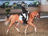 dressage horse Maringo 13 (unknown, 2004)