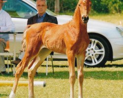 broodmare Orlantha (Oldenburg, 2010, from Florencio I)