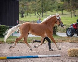 Deckhengst Wito (5,86% ox) (Edelbluthaflinger, 2016, von Weritano (4,69% ox))