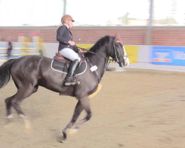 Hallenspringturnier Greven 2016