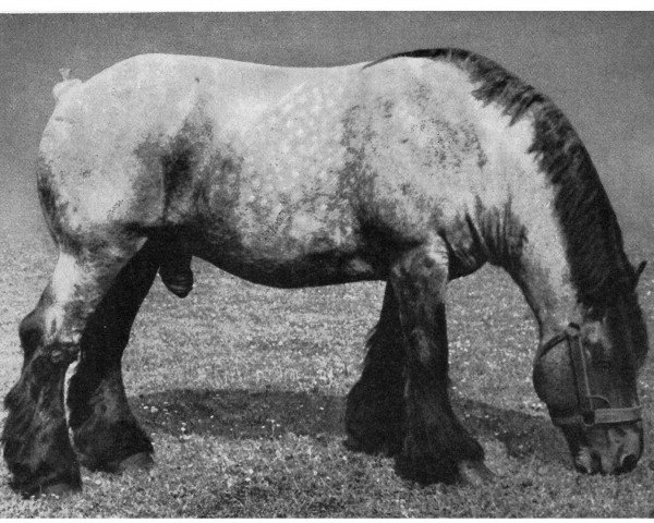 stallion Gambo RS (H) 2898 (Rhenish-German Cold-Blood,  , from Gamin du Onze RS (S) 362)