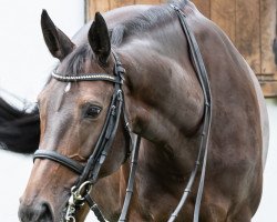 broodmare Kaiserkults Kyra (Westphalian, 2008, from Kaiserkult TSF)