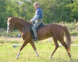 jumper Cellest 3 (Oldenburg show jumper, 2003, from Cellestial)