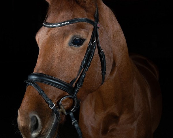 dressage horse Quasar 22 (Hanoverian, 2012, from Quasar de Charry)