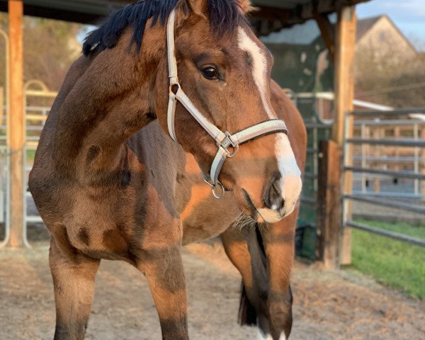 jumper Cornet's Cannavaro (Westphalian, 2017, from Cornet Obolensky)