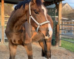 jumper Cornet's Cannavaro (Westphalian, 2017, from Cornet Obolensky)