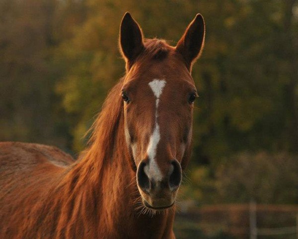 broodmare Dubarry (Oldenburg, 2006, from Duke of Hearts xx)