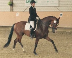 dressage horse Ranjana H (Westphalian, 2010, from Rock Forever NRW)