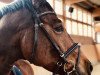 dressage horse Rubinjero H (Westphalian, 2009, from Rock Forever NRW)