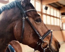 dressage horse Rubinjero H (Westphalian, 2009, from Rock Forever NRW)