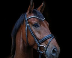 dressage horse Bentley 92 (Bavarian, 2011, from Bonifatius)