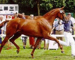 broodmare Holiday 75 (Westphalian, 2006, from Hochadel)