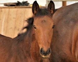 broodmare Espinoza (Westphalian, 2019, from Canoso)