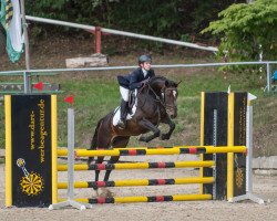 jumper Bonita 482 (German Riding Pony, 2011, from Bon Jovi)