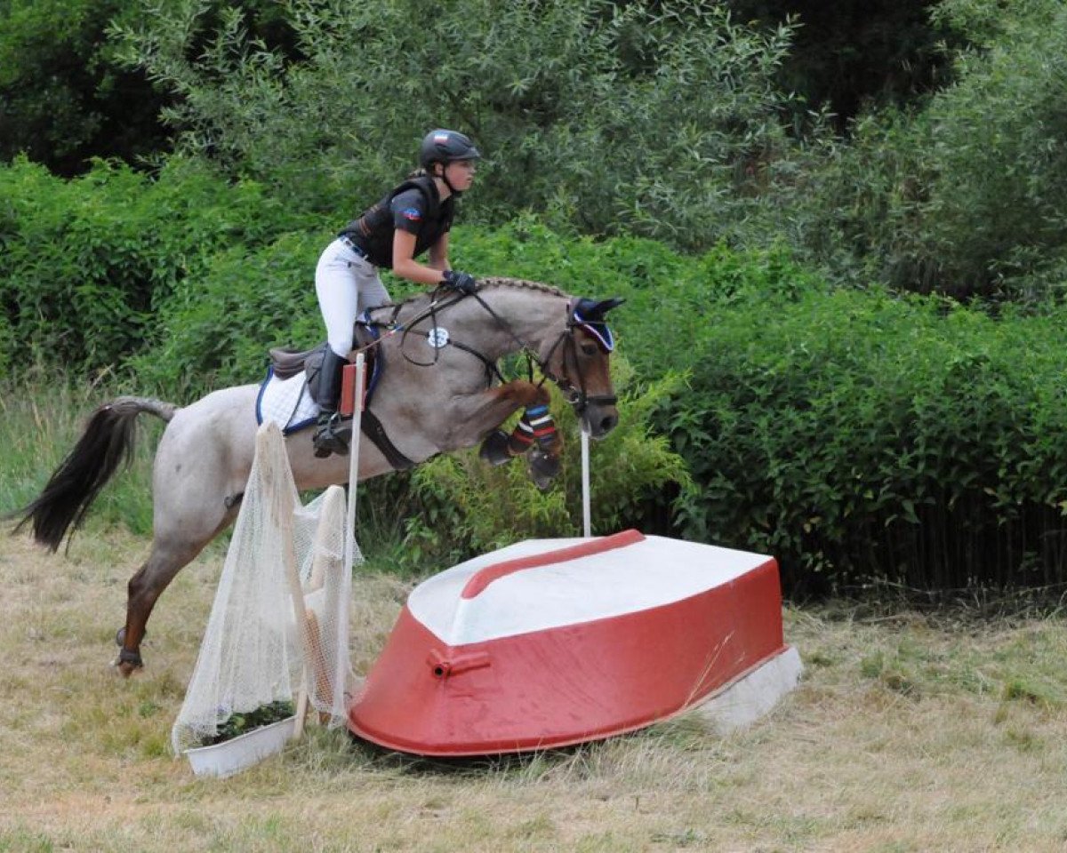 jumper Nogger Boy (German Riding Pony, 2007, from No Limit 30)