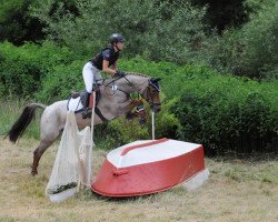 Springpferd Nogger Boy (Deutsches Reitpony, 2007, von No Limit 30)