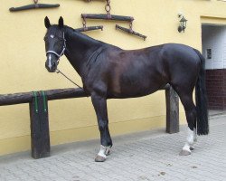 Springpferd Santana 783 (Brandenburger, 1998, von Rex Graziano)