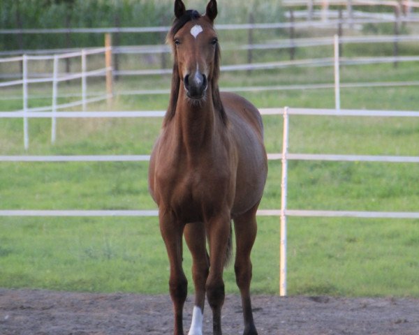 broodmare La Elli (Oldenburg, 2017, from Landfein)