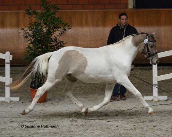 stallion Champagne Heartbreaker (German Riding Pony, 2014, from Champ)