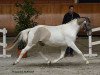 stallion Champagne Heartbreaker (German Riding Pony, 2014, from Champ)