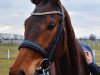 jumper Lola-rennt 3 (Oldenburg show jumper, 2015, from Lloyd George)