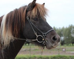 Pferd Tvistur vom Laekurhof (Islandpferd,  , von Djarfur vom Laekurhof)