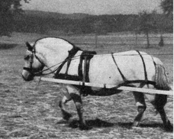 broodmare Smut K (HE) S 47 (Fjord Horse, 1950, from Nordman Vust D 85)