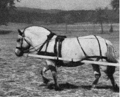 broodmare Smut K (HE) S 47 (Fjord Horse, 1950, from Nordman Vust D 85)