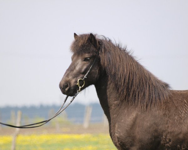 Pferd Svartur vom Laekurhof (Islandpferd,  , von Nathan vom Schluensee)