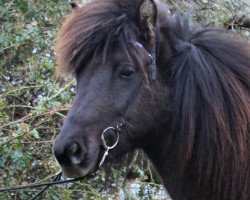 Pferd Smáka vom Laekurhof (Islandpferd, von Garri vom Lækurhof)