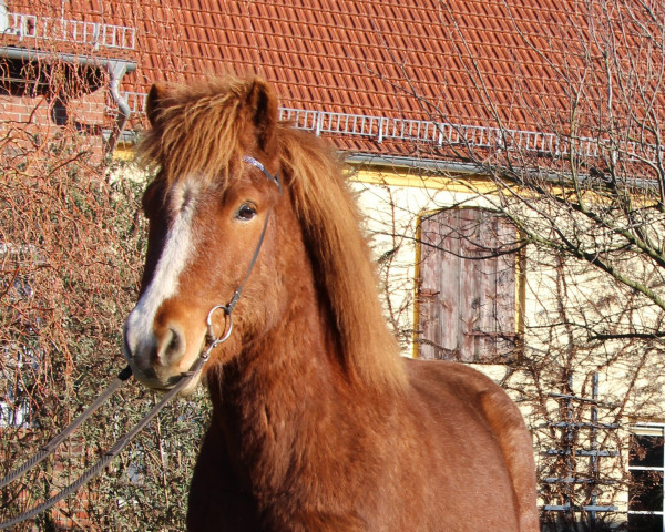 Pferd Safir vom Laekurhof (Isländer-Mix, 2014)