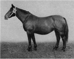 Zuchtstute Lustra H 8362 (Hessisches Warmblut, 1945, von Pionier H 275)