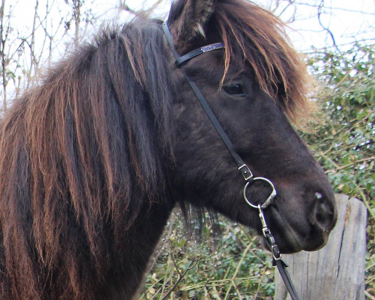 broodmare Ofelia vom Laekurhof (Iceland Horse,  , from Garri vom Lækurhof)