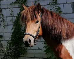 Zuchtstute Neista vom Laekurhof (Islandpferd,  )