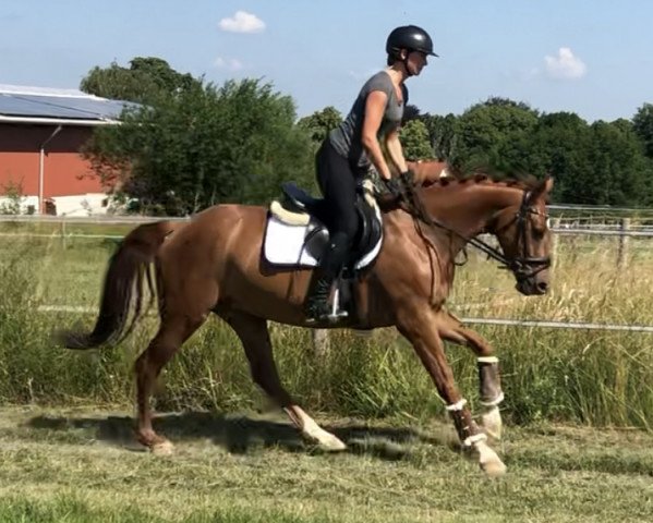 dressage horse Schmidt's Schatzi (Westphalian, 2015, from Sir Heinrich OLD)