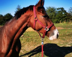 dressage horse Zsakai polly (Hungarian Warmblood, 2016)