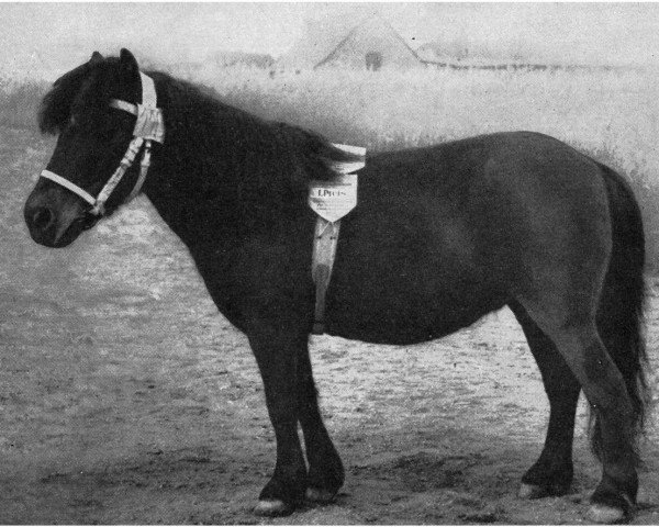 Zuchtstute Lissi A 52 S DDR (Shetland Pony, 1941, von Hans)