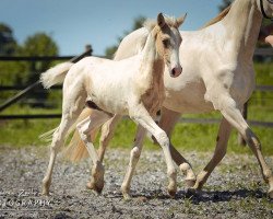 Pferd Pearl of Summer AS (Deutsches Reitpony, 2017, von TE Pharenheit)