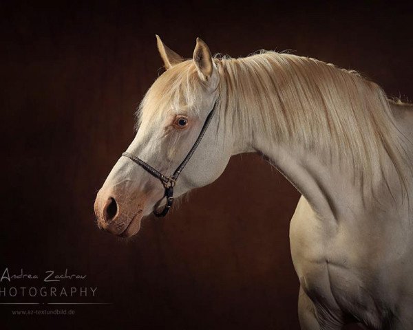 broodmare Gea (Dutch Pony, 2005, from Orchard Limb-Lopper)