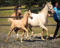 Zuchtstute Galadriel AS (Deutsches Reitpony, 2018, von PrH Riverdance)