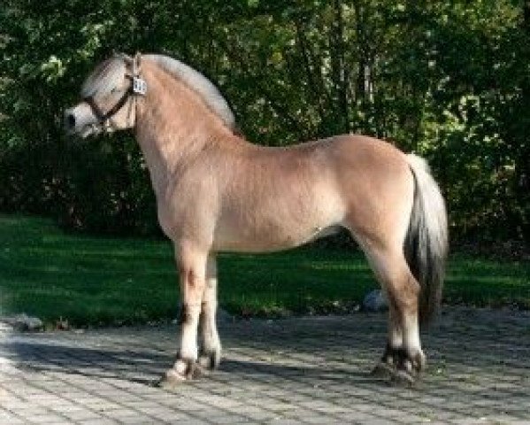 horse Henro (Fjord Horse, 2011, from Anton I-83)